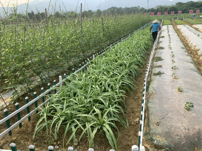 △“共享菜园”种植的蔬菜