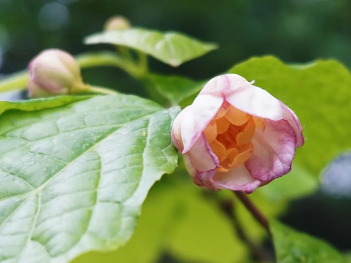 含苞欲放的夏蜡梅（黄业钦 摄）