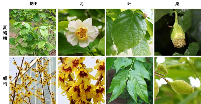 夏蜡梅和蜡梅的特征对比（图片来源：黄业钦）
