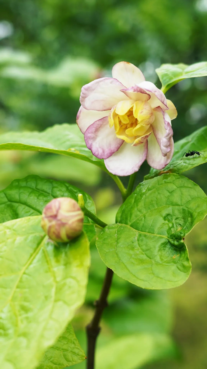 夏蜡梅（黄业钦 摄）