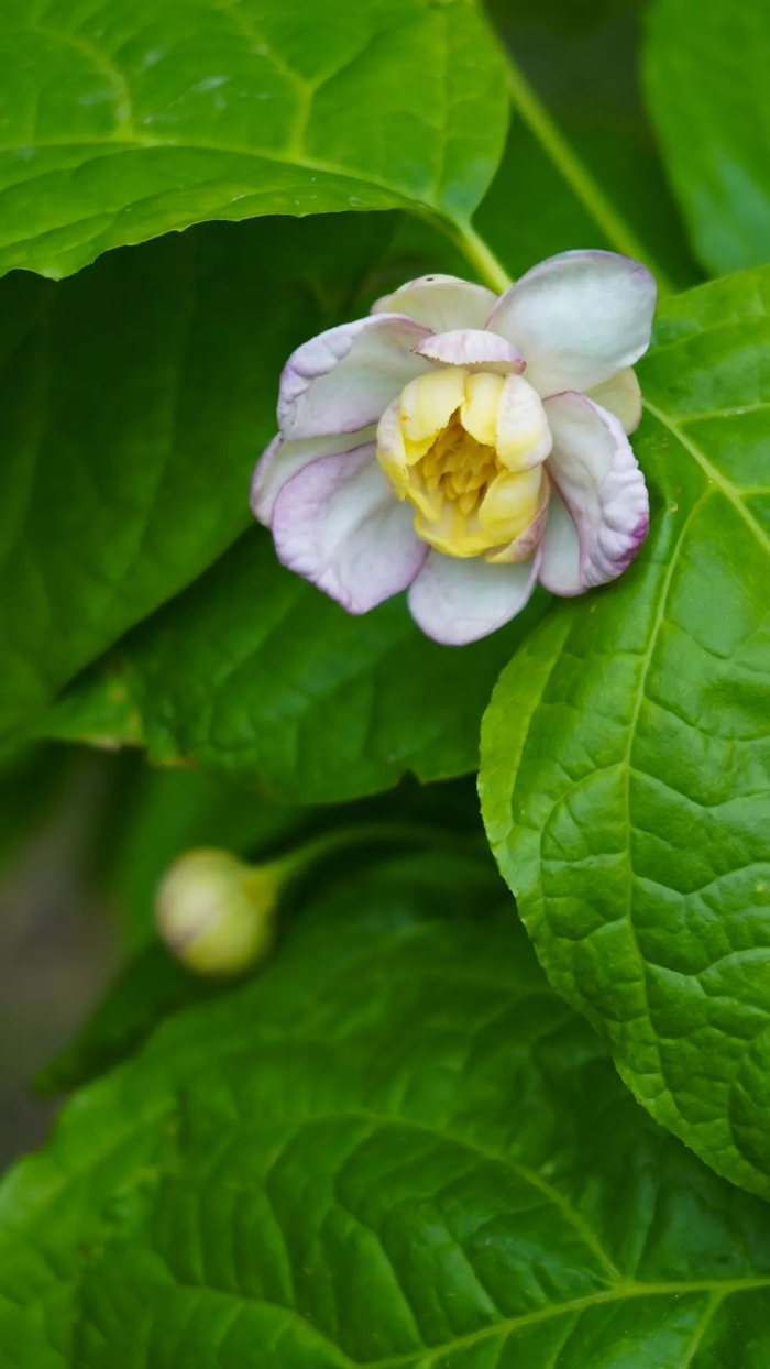 夏蜡梅（黄业钦 摄）