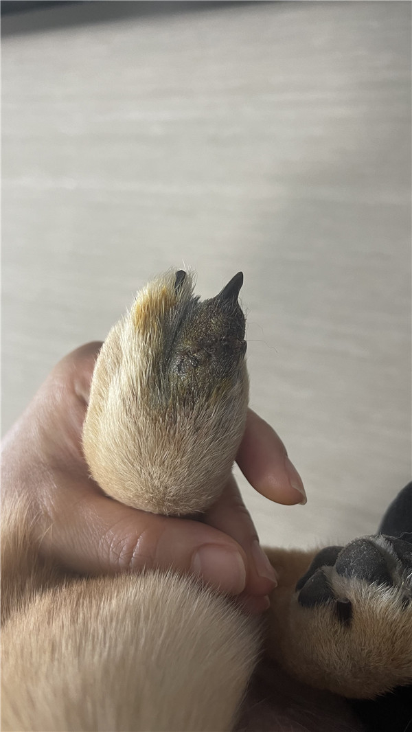 狗狗受伤的腿。