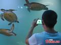 A visit to national sea turtle nature reserve in Guangdong