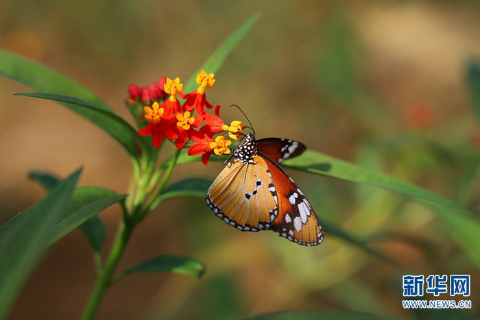 红河蝴蝶谷西北蝴蝶园中正在觅食的蝴蝶（2020年6月摄）。高飞摄