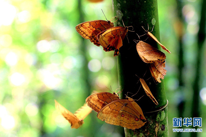 红河蝴蝶谷普家寨蝴蝶观景点的蝴蝶（2019年5月摄）。高飞摄