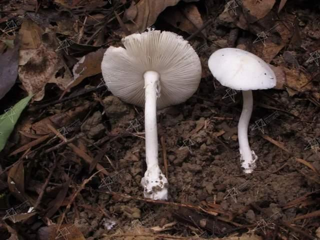 （陈先生采摘的蘑菇明显看见穿了“鞋子”，可能穿的白色短“裙”，看不清楚，所以不好分辨，图源：医生供图）