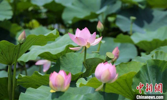资料图：碧绿的荷叶繁茂如盖，粉嫩的花儿亭亭玉立，赏心悦目。钟学满 摄