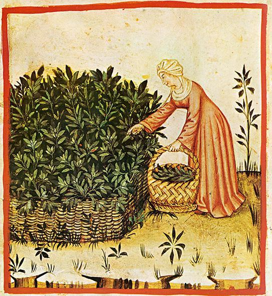 采集鼠尾草，出自14世纪晚期在伦巴第出版的医用手册《健康全书》的手抄本。（《不散的筵席：艺术中的饮食文化史》内页插图）