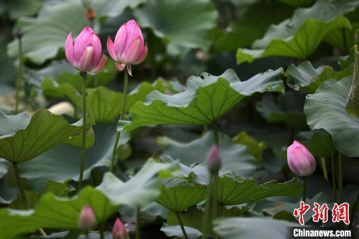 资料图：荷花盛开夏意浓。泱波 摄