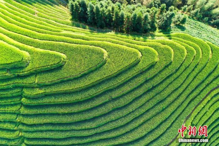 资料图：图为龙脊梯田景区景观。 潘志祥 摄