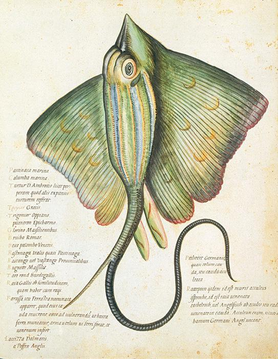 为乌利塞·阿尔德罗万迪绘制的黄貂鱼。（《不散的筵席：艺术中的饮食文化史》内页插图）