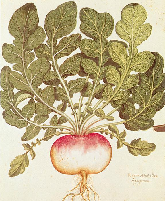 16世纪博洛尼亚的乌利塞·阿尔德罗万迪的植物集里一幅水彩绘制的芜菁。（《不散的筵席：艺术中的饮食文化史》内页插图）