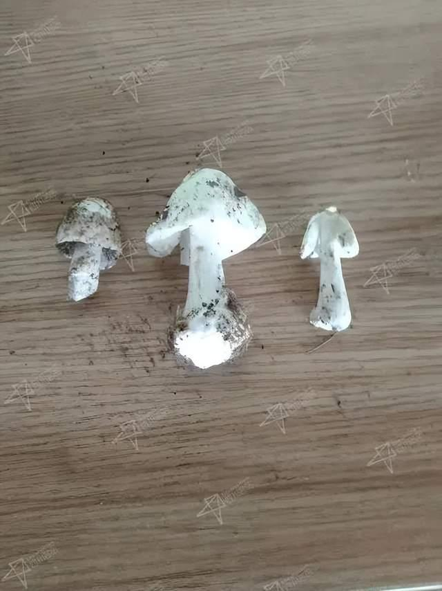 △是不是看上去人畜无害的样子（医生供图）