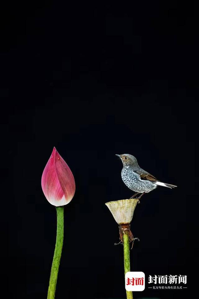 红尾水鸲雌鸟。艾雅康 摄