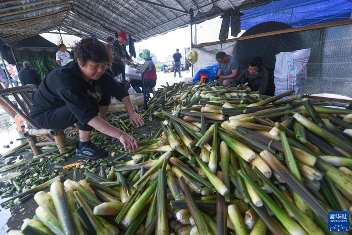 5月21日，张堰村茭白种植户在处理刚收获的茭白。新华社记者 徐昱 摄