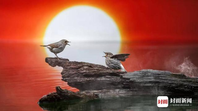 红尾水鸲雌鸟。艾雅康 摄