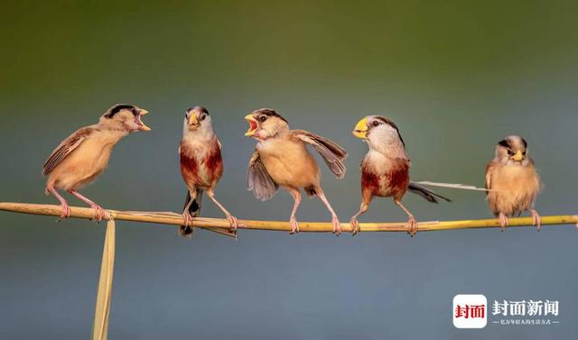 震旦鸦雀。艾雅康 摄