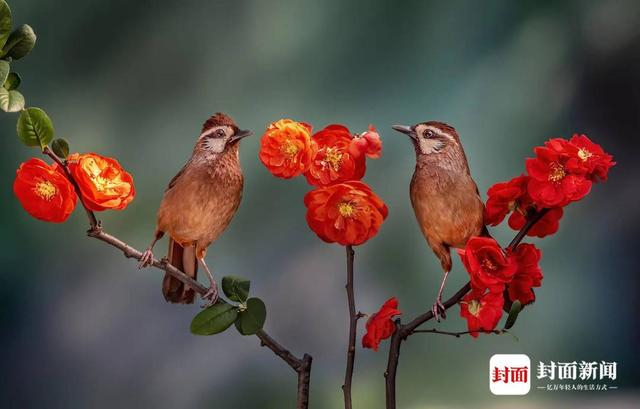 白颊噪鹛。艾雅康 摄
