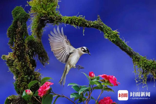 白头鹎。艾雅康 摄