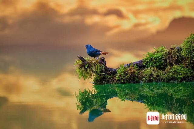 红尾水鸲。艾雅康 摄