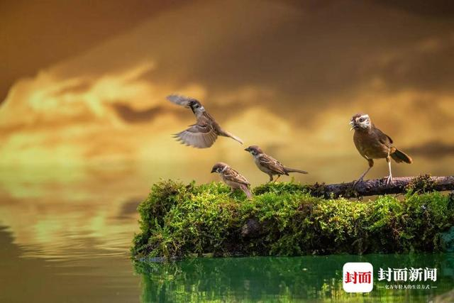 麻雀+白颊噪鹛。艾雅康 摄