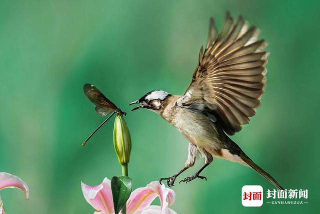 白头鹎。艾雅康 摄