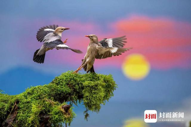 丝光椋鸟。艾雅康 摄