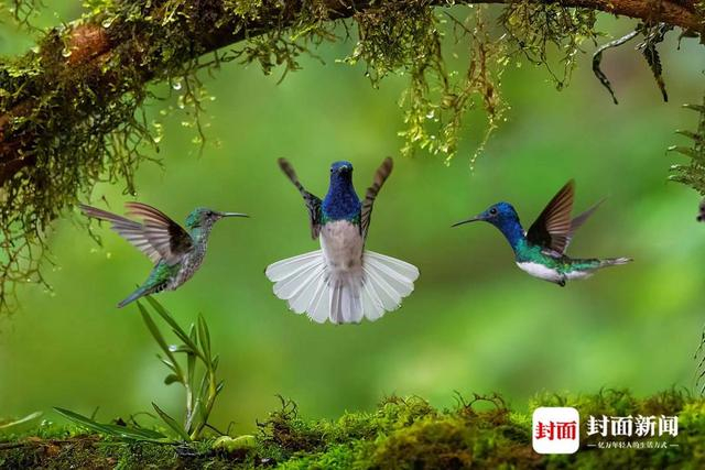 白颈蜂鸟和点斑蜂鸟。艾雅康 摄