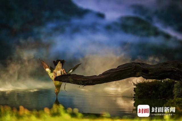 丝光椋鸟。艾雅康 摄