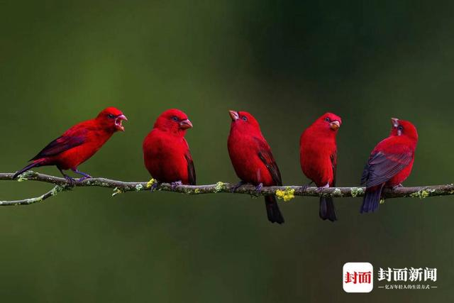 血雀。艾雅康 摄