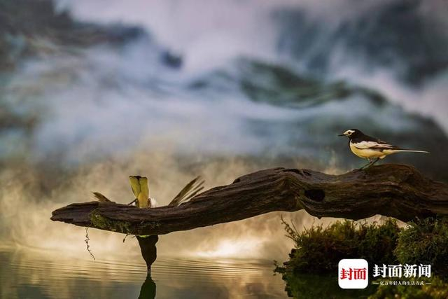 白鹡鸰。艾雅康 摄