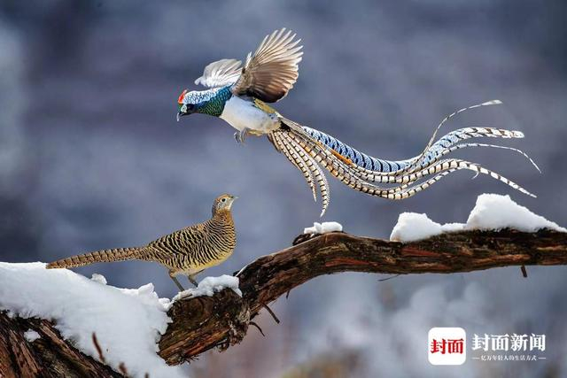 白腹锦鸡。艾雅康 摄