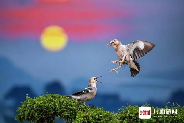 丝光椋鸟。艾雅康 摄