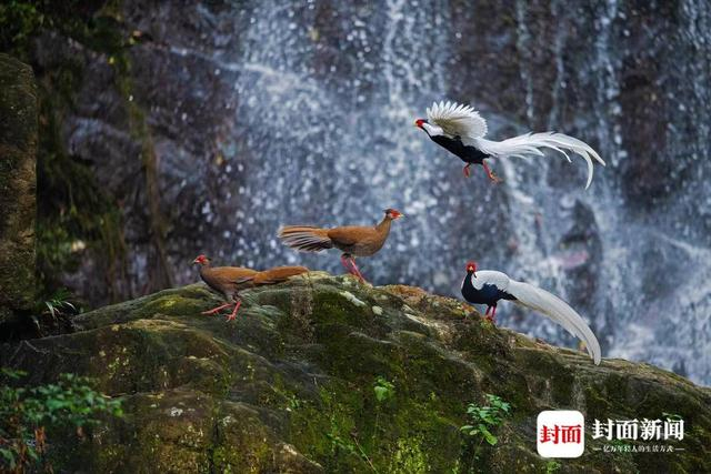 白鹇。艾雅康 摄