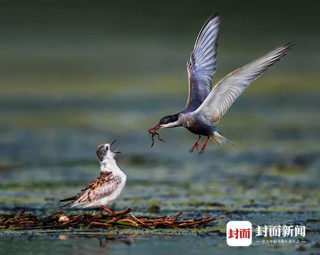 须浮鸥。艾雅康 摄