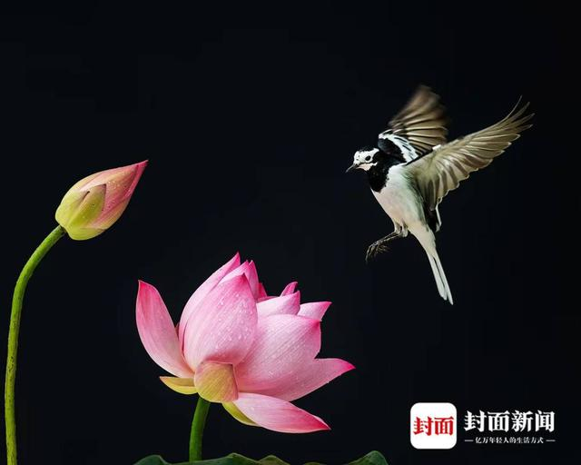 白鹡鸰。艾雅康 摄