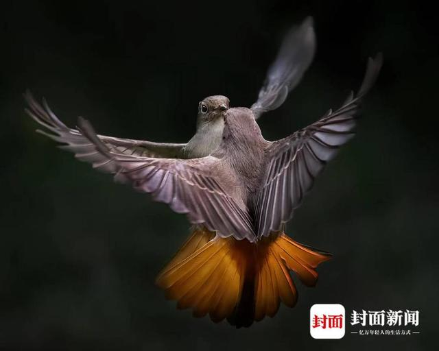 赭红尾鸲。艾雅康 摄