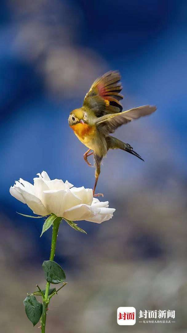 红嘴相思鸟。艾雅康 摄