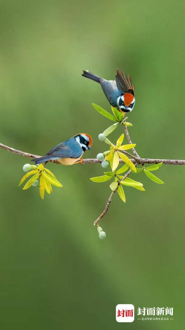 红头长尾山雀。艾雅康 摄
