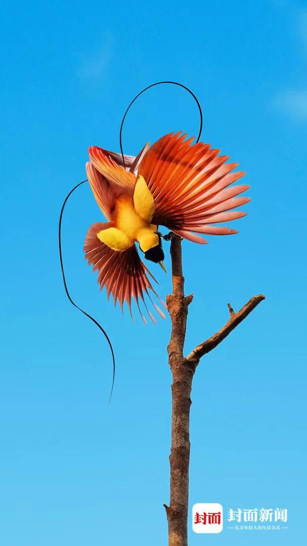 红极乐鸟。艾雅康 摄