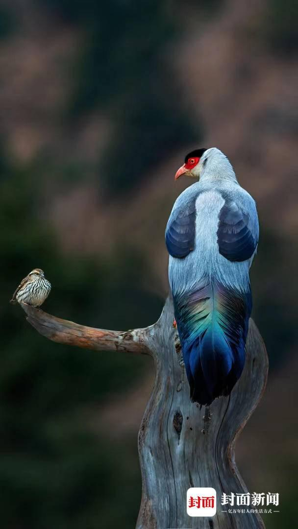 白马鸡和白眉朱雀雌鸟。艾雅康 摄