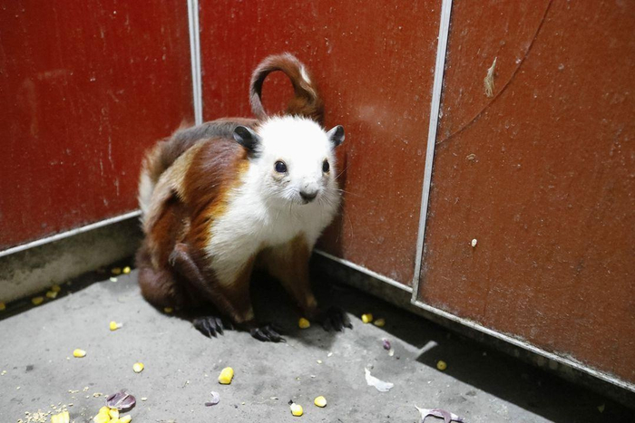 溜进厨房的红白鼯鼠。图/受访者提供