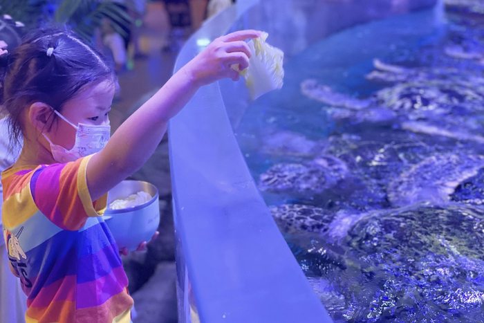 　　图：武汉海昌极地海洋公园“海龟探险营”海龟喂食