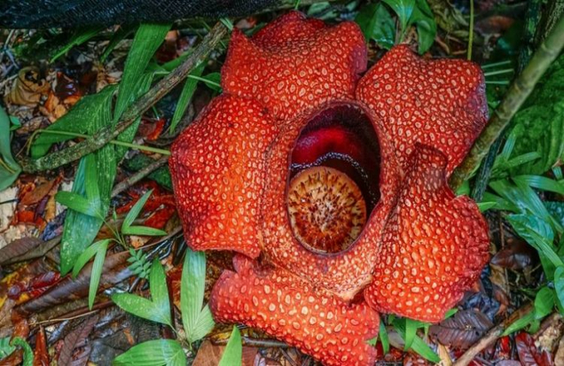 大王花：印度尼西亚国花