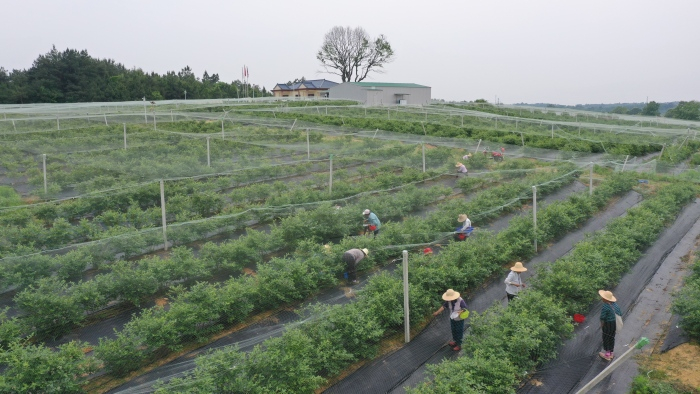 位于怀宁县公岭镇的安徽蓝泽生态农业蓝莓基地