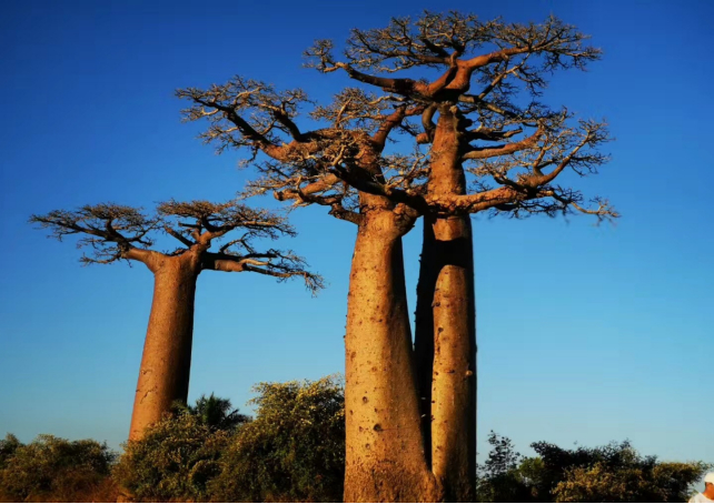 猴面包树：塞内加尔国花