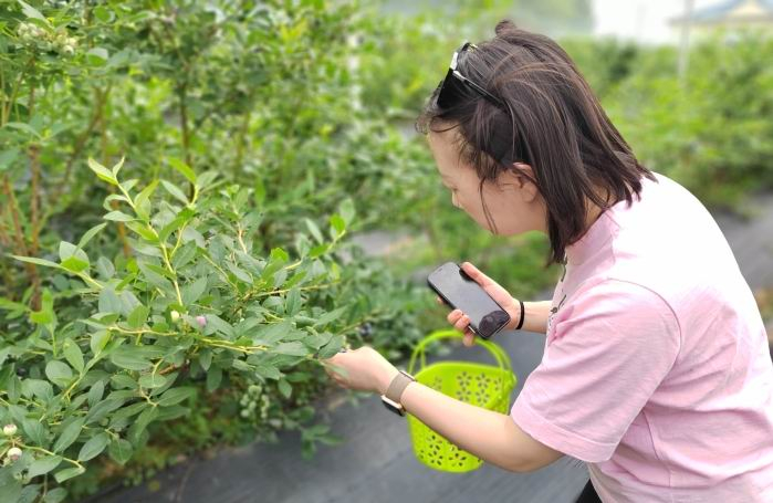 游客在蓝莓基地采摘蓝莓