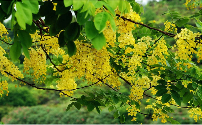 腊肠树（金链花）