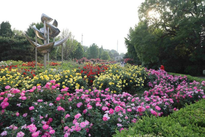 国家植物园（北园）鲜花盛开。（国家植物园供图）