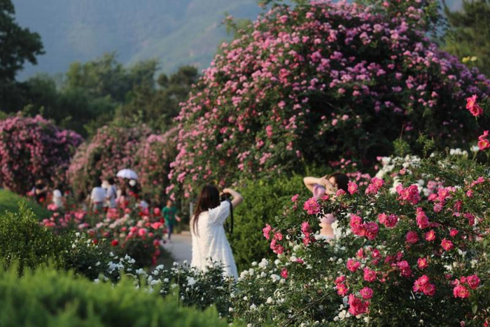 游客在国家植物园内拍照留念。（国家植物园供图）